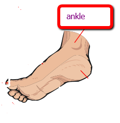 ankle